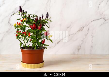 Pianta di peperoncino piccante in vaso su un tavolo da cucina in legno bianco. Tre specie di peperoncino in una pentola: Papi caldi, multicolore e viola. Spazio di copia. Foto Stock