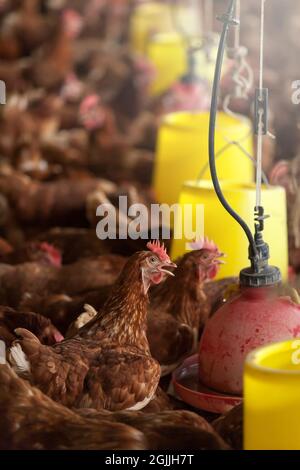 Nutrire galline marroni in una fattoria di pollame. Una casa commerciale di pollo. Primo piano. Foto Stock