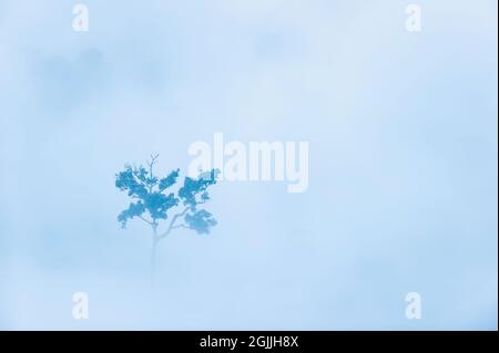 Vista aerea di un grande albero nella nebbia mattutina. Un albero verde in piedi da solo in una foresta pluviale tropicale. Ambiente, cambiamenti climatici. Foto Stock