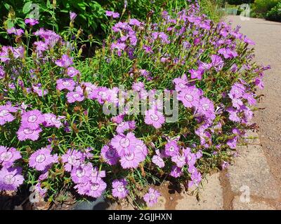 Dianthus amurensis 'siberian Blue' una pianta estiva fiorente con un fiore di colore viola chiaro d'estate, immagine di stock Foto Stock