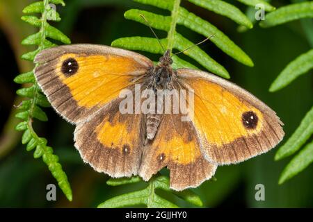 Gatekeeper Butterfly (Pyronia tithonus) un insetto volante comunemente noto come Hedge Brown Foto Stock