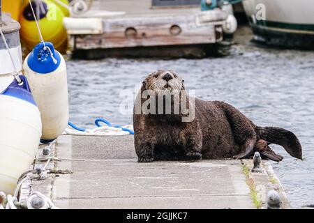 Una lontra del mare settentrionale incinta si trova su un molo per imbarcazioni presso il porto turistico City of Homer Port & Harbour sulla baia di Kamishak a Homer, Alaska. Foto Stock