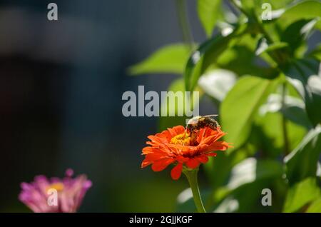 Bumble Bees sui fiori Foto Stock