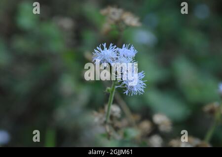 Primo piano di un gruppo di fiori di Ageratum conyzoides sul terreno in Europa Foto Stock