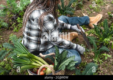 Afro agricoltore femminile che lavora in terreni agricoli raccogliendo ortaggi freschi - Concetto di stile di vita delle persone in fattoria Foto Stock