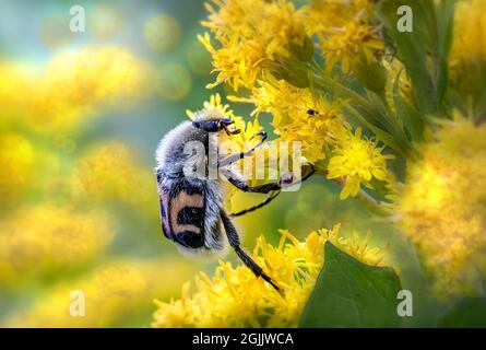 Coleottero eurasiatico (Trichio fasciatus) Foto Stock