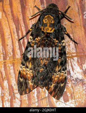 Testa di morte Hawk-moth Acherontia atropos close up Foto Stock