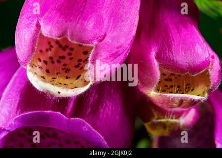 Primo piano del comune foxglove, Digitalis purpurea Foto Stock