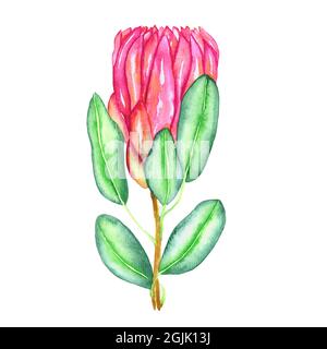 Protea cynaroides (re protea, gigante protea, honeypot, re cespuglio di zucchero) fiore rosa germoglio e foglie verdi, dipinto a mano acquerello illustratio Foto Stock
