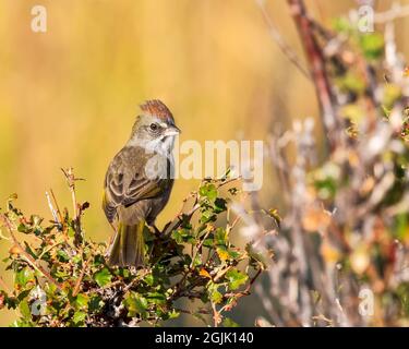 Un towhee dalla coda verde nel suo ambiente naturale. Foto Stock