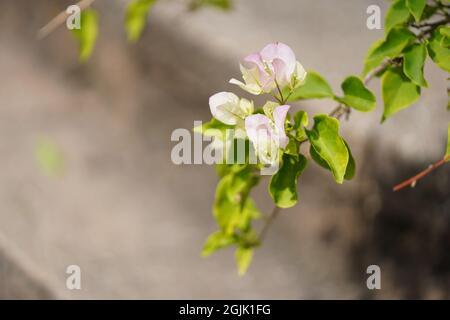 Buganvilia con sfondo sfocato Foto Stock