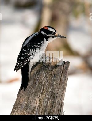 Woodpecker maschio primo piano-up profilo vista appollaiato su un ceppo nel suo ambiente e habitat nella foresta con uno sfondo sfocato. Immagine. Ritratto.Ritratto Foto Stock