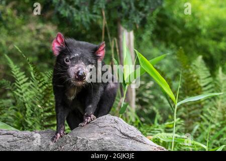 Diavolo della Tasmania (Sarcophilus harrisii), il più grande carnivoro marsupiale nativo per l'Australia Foto Stock