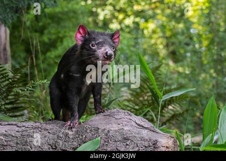 Diavolo della Tasmania (Sarcophilus harrisii), il più grande carnivoro marsupiale nativo per l'Australia Foto Stock