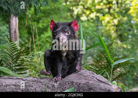 Diavolo della Tasmania (Sarcophilus harrisii), il più grande carnivoro marsupiale nativo per l'Australia Foto Stock