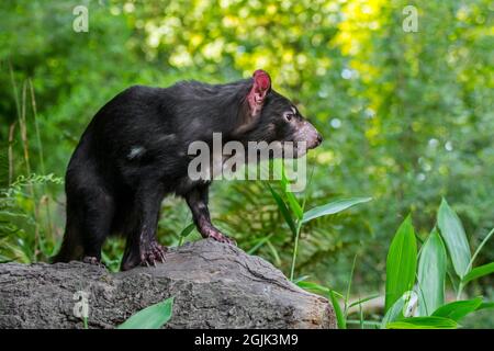 Diavolo della Tasmania (Sarcophilus harrisii), il più grande carnivoro marsupiale nativo per l'Australia Foto Stock