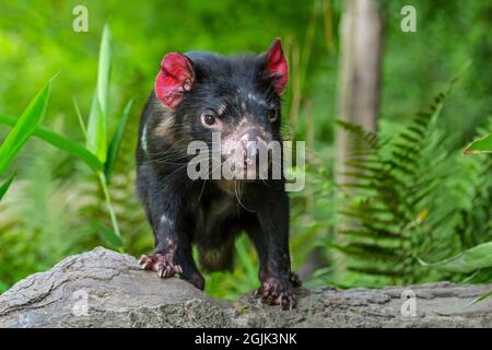 Diavolo della Tasmania (Sarcophilus harrisii), il più grande carnivoro marsupiale nativo per l'Australia Foto Stock