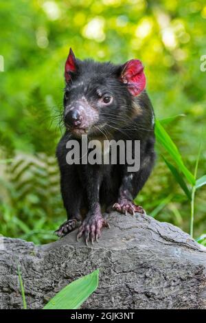 Diavolo della Tasmania (Sarcophilus harrisii), il più grande carnivoro marsupiale nativo per l'Australia Foto Stock