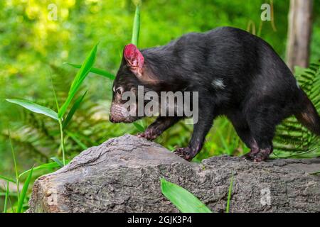 Diavolo della Tasmania (Sarcophilus harrisii), il più grande carnivoro marsupiale nativo per l'Australia Foto Stock