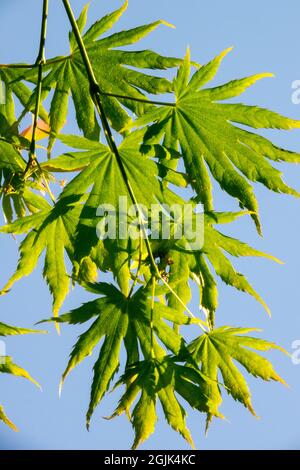 Acer japonicum lascia Japanese Maple Tree Acer Shirasawanum Foto Stock