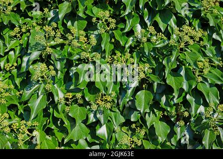 Edera comune, Hedera Helix, con germogli di fiori Foto Stock