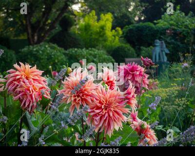 Dahlia 'Labyrinth' a Chenies Manor, Buckinghamshire. Foto Stock