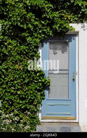 Rigoglioso muro di copertura in edera e chiuso sportello blu schermo Foto Stock