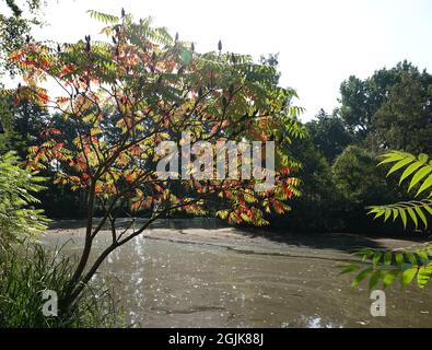 Un rhus typhina o albero di Sumac di staghorn in piedi davanti ad un lago. L'albero inizia ad adornarsi in autunno colori nel mese di settembre. Foto Stock