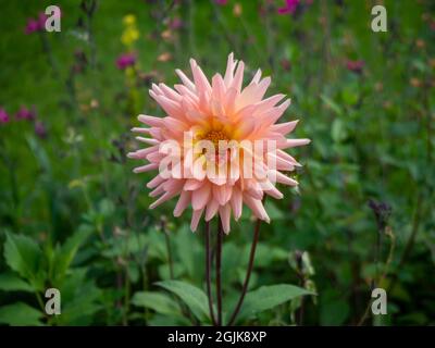 Dahlia 'Preference' al Chenies Manor Sunken Garden, Buckinghamshire' una varietà semi-cactus con tenui toni di pesca. Foto Stock