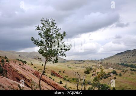 Piccolo albero giovane che si muove nel vento mentre le nuvole di tempesta si avvicinano al Red Rocks Park in Morrison Colorado Foto Stock