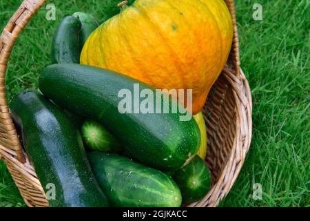 Cestino di casa giardino prodotti cetrioli, squash e zucchine appena raccolti seduti sul prato Foto Stock