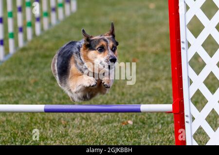 Cane Corgi sul corso di agilità andando oltre un salto Foto Stock