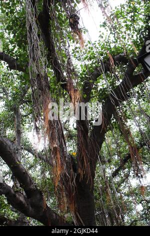 Rami di un albero di Banyan con moltitudini di radici di prop aeree che fluiscono in Lahaina, Maui, Hawaii, USA Foto Stock