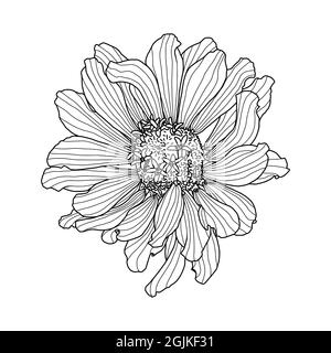 Disegno a mano della testa di fiore di Zinnia isolato su sfondo bianco. Illustrazione vettoriale. Elemento per design in linea stile arte per biglietto di auguri, invito al matrimonio, libro da colorare. Illustrazione Vettoriale