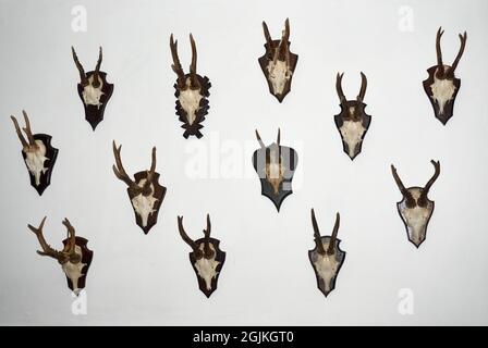 Un cervo Roe antler isolato su bianco. Foto Stock