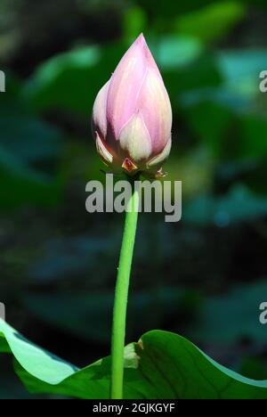 Indian lotus, sacro lotus, fagiolo di India, fagiolo egiziano, indiai lótusz, Nelumbo nucifera, Indische Lotosblume Foto Stock