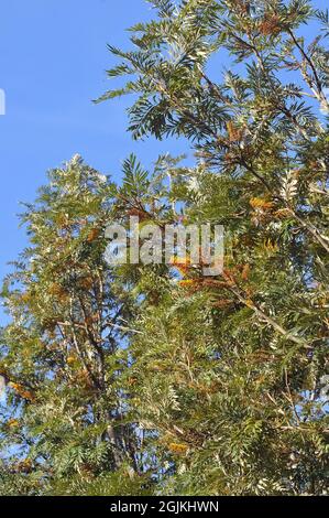 quercia setosa meridionale, quercia seta o quercia setosa, quercia argentata o quercia argentata australiana, Silbereiche, Grevillea robusta, selyemtölgy, Australia Foto Stock