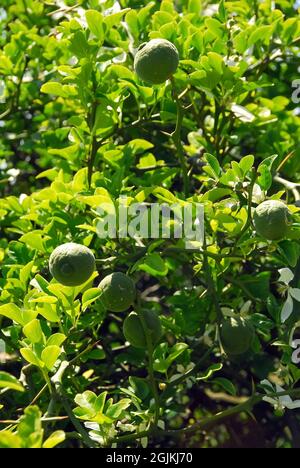 Arancio trifoliato, arancione amaro giapponese, arancione Dreiblättrige, trifoliata Poncirus, vadcitrom Foto Stock