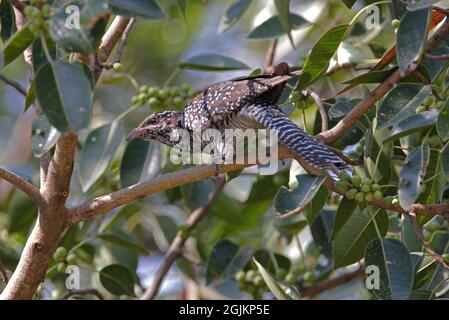 Asian Koel (Eudynamys sculopaceus sculopaceus) femmina adulta arroccato in albero Gujarat, India Novembre 2006 Foto Stock