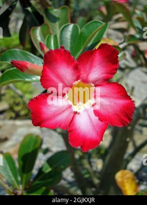 Rosa desertica (Adenium obesum) in giardino Foto Stock
