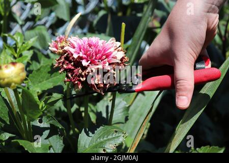 Deadescare e tagliare indietro spesi fiori di dahlia. Foto Stock