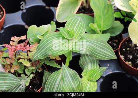 Vista di piccoli tropici misti in piccoli vasi Foto Stock