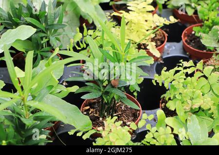 Vista di piccoli tropici misti in piccoli vasi Foto Stock