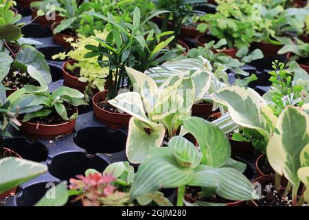 Vista di piccoli tropici misti in piccoli vasi Foto Stock