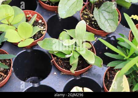 Vista di piccoli tropici misti in piccoli vasi Foto Stock