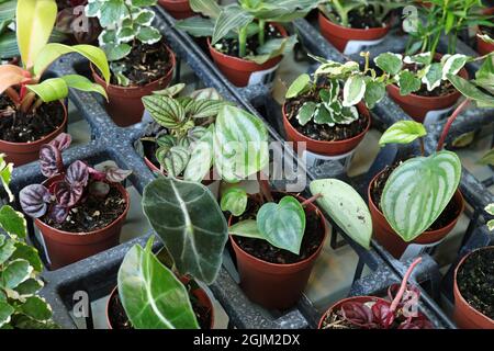 Vista di piccoli tropici misti in piccoli vasi Foto Stock