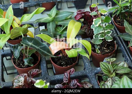 Vista di piccoli tropici misti in piccoli vasi Foto Stock
