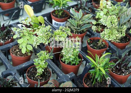 Vista di piccoli tropici misti in piccoli vasi Foto Stock