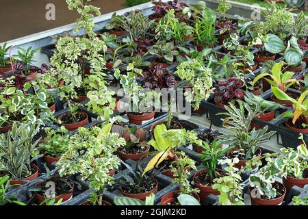 Un tavolo pieno di tropici misti in vaso Foto Stock