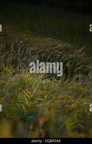 Una pittoresca riva del fiume all'inizio dell'autunno con l'erba sulla riva che cambia il suo colore da verde a giallo. Foto Stock